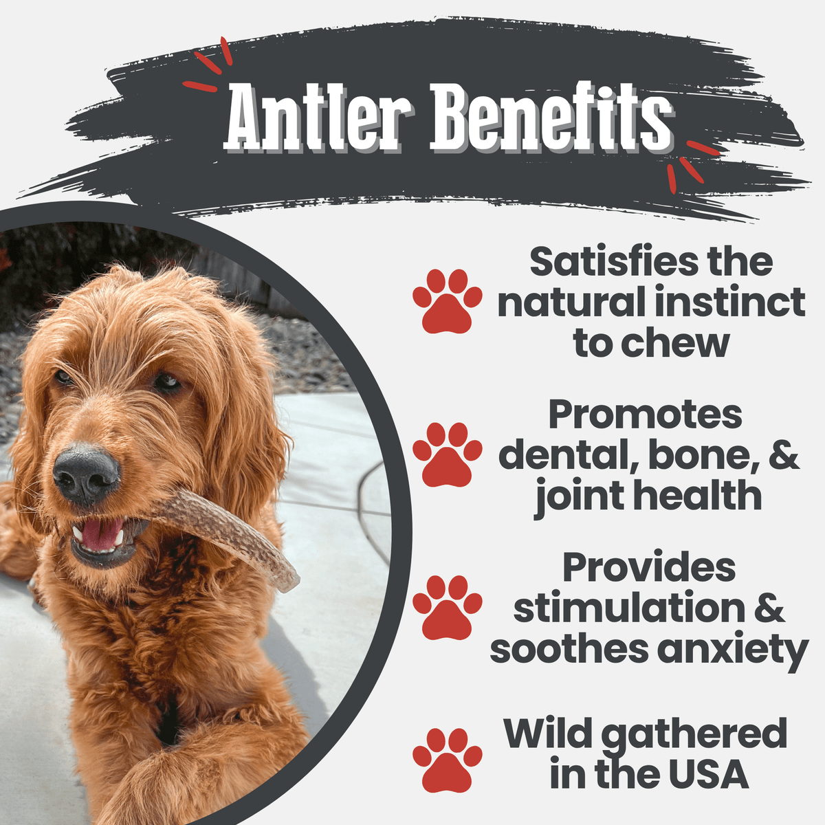 Elk Antler Dog Chews | All-Natural Whole and Split Elk Antler Chews for Dogs
