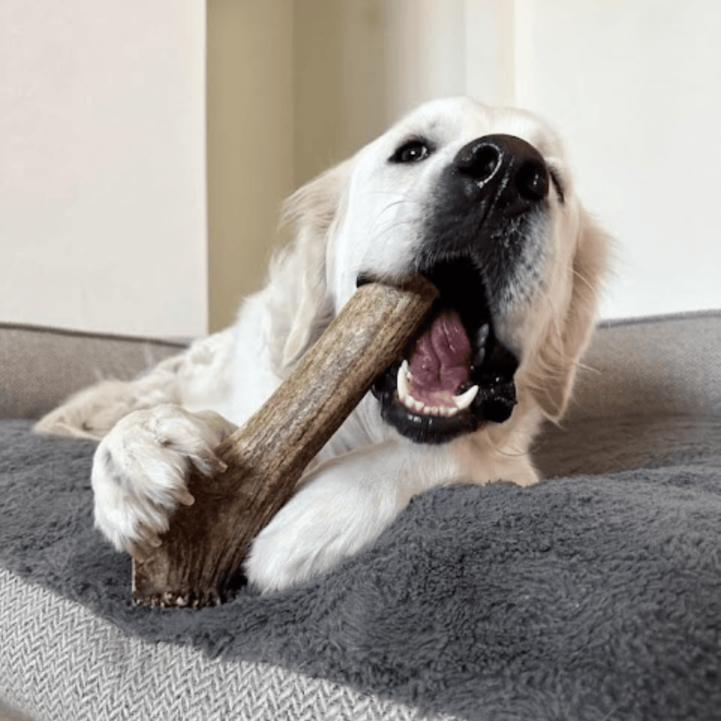 Elk Antler Dog Chews | All-Natural Whole and Split Elk Antler Chews for Dogs
