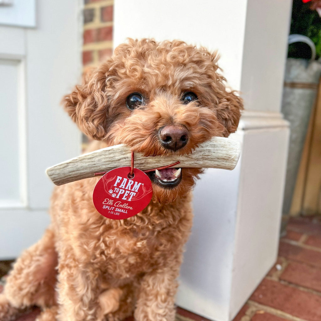 Elk Antler Dog Chews | All-Natural Whole and Split Elk Antler Chews for Dogs